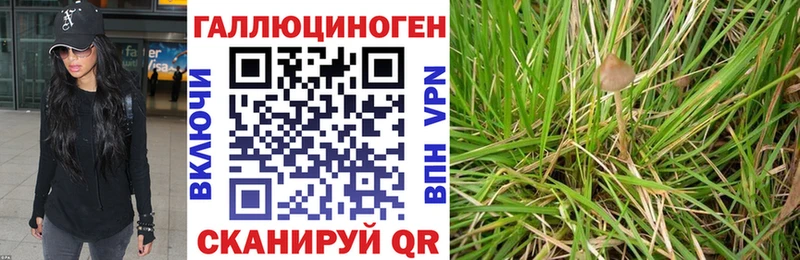Купить закладки  Боровичи  Галлюциногенные грибы Cubensis 